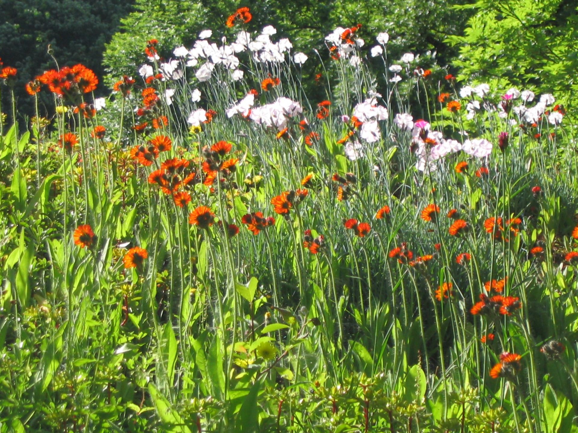 Bepflanzung im Garten